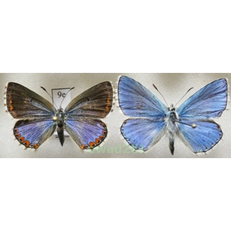 Polyommatus bellargus (Rottemburg, 1775) pair Poland9e